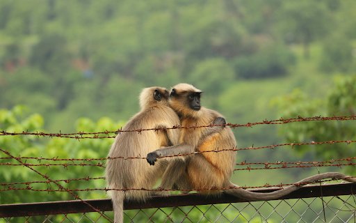 Compassion in the Wild  from Chrome web store to be run with OffiDocs Chromium online