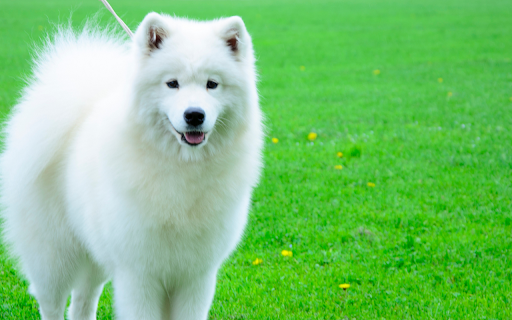 Con chó trắng  from Chrome web store to be run with OffiDocs Chromium online