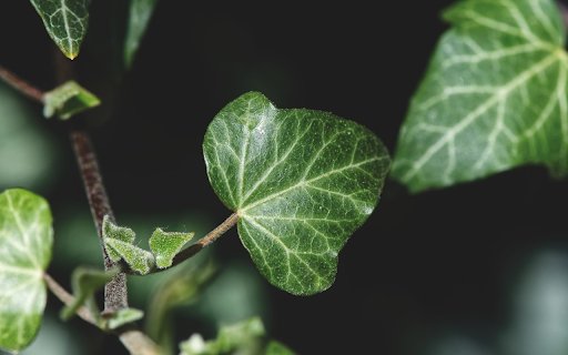 Convolve  from Chrome web store to be run with OffiDocs Chromium online