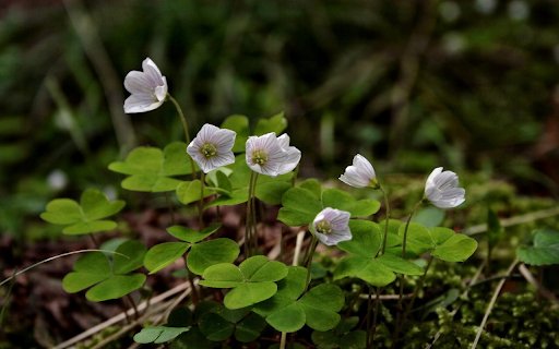 Convolvulus flowers  from Chrome web store to be run with OffiDocs Chromium online