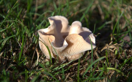 Coral Mushroom  from Chrome web store to be run with OffiDocs Chromium online