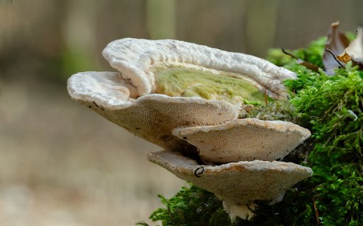 Coral mushrooms  from Chrome web store to be run with OffiDocs Chromium online