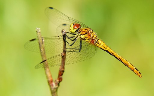 Corn dragonfly  from Chrome web store to be run with OffiDocs Chromium online