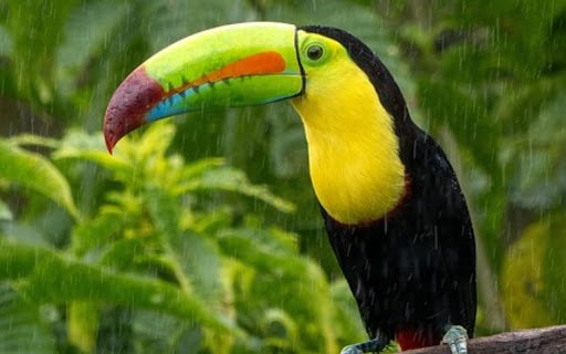 COSTA RICA THEME  from Chrome web store to be run with OffiDocs Chromium online