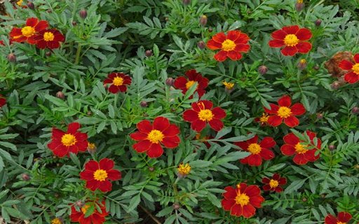 Cottage Red marigolds flower wallpaper  from Chrome web store to be run with OffiDocs Chromium online