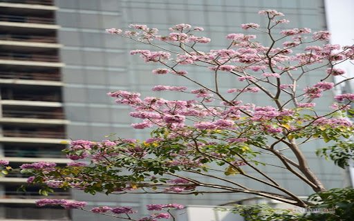 cotton tree wallpaper  from Chrome web store to be run with OffiDocs Chromium online