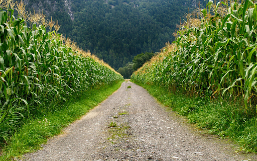 Countryside Cornfield Path  from Chrome web store to be run with OffiDocs Chromium online