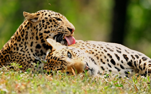 Couple of romantic leopards  from Chrome web store to be run with OffiDocs Chromium online