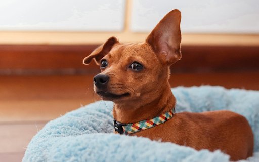 Cow Dog  from Chrome web store to be run with OffiDocs Chromium online