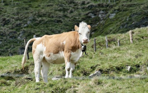 Cow growing on the farm from Chrome web store to be run with OffiDocs Chromium online Cow growing on the farm from Chrome web store to be run with OffiDocs Chromium online