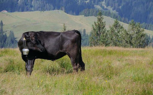 Cow on the hill  from Chrome web store to be run with OffiDocs Chromium online