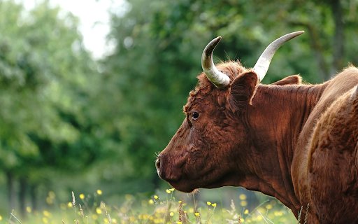 Cow on yellow flower meadow  from Chrome web store to be run with OffiDocs Chromium online