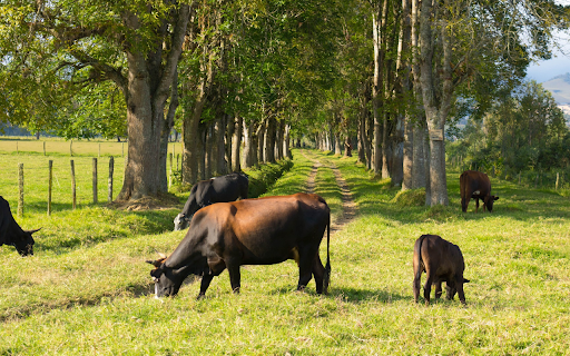 cows and grassy road  from Chrome web store to be run with OffiDocs Chromium online