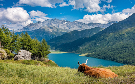 Cow sleeping on the shore of the lake  from Chrome web store to be run with OffiDocs Chromium online