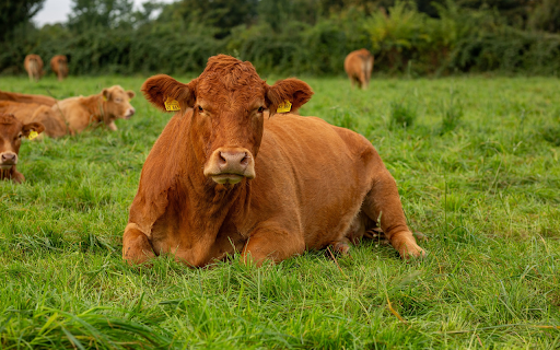 Cows lie on the grass field  from Chrome web store to be run with OffiDocs Chromium online