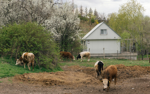 Cows on the farm  from Chrome web store to be run with OffiDocs Chromium online