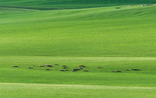 Cows on the grassland wallpaper  from Chrome web store to be run with OffiDocs Chromium online