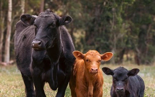 COWS THEME  from Chrome web store to be run with OffiDocs Chromium online