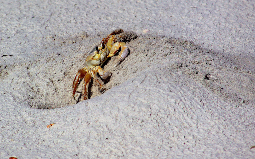 Crab digging a hole  from Chrome web store to be run with OffiDocs Chromium online