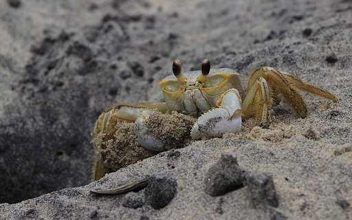 Crabs crawl on the sand  from Chrome web store to be run with OffiDocs Chromium online