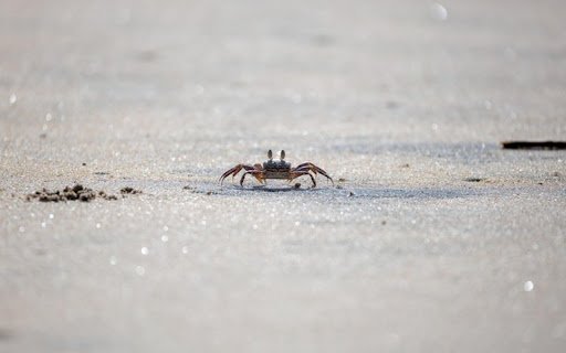 CRAB Theme  from Chrome web store to be run with OffiDocs Chromium online
