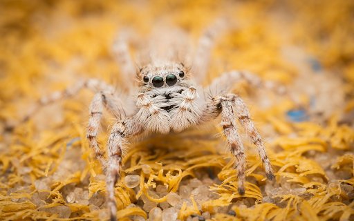 Cream hairy spider  from Chrome web store to be run with OffiDocs Chromium online