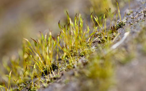 Crescent Moss  from Chrome web store to be run with OffiDocs Chromium online