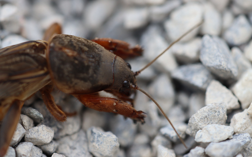 Cricket on the rock  from Chrome web store to be run with OffiDocs Chromium online