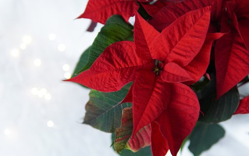 Crimson poinsettia flowers  from Chrome web store to be run with OffiDocs Chromium online