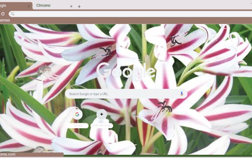 Crinum Lily  from Chrome web store to be run with OffiDocs Chromium online