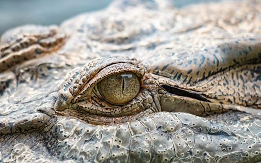 CROCODILE THEME  from Chrome web store to be run with OffiDocs Chromium online
