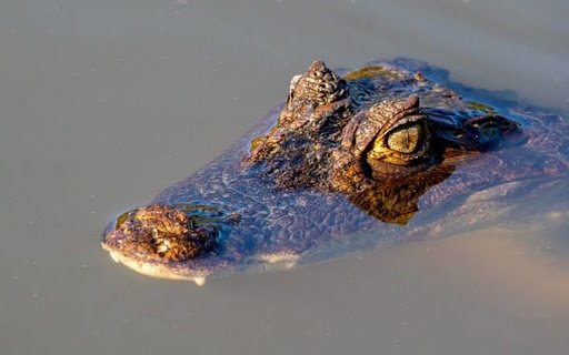 CROCODILE Theme  from Chrome web store to be run with OffiDocs Chromium online