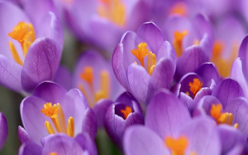 Crocuses purple flowers from Chrome web store to be run with OffiDocs Chromium online Crocuses purple flowers from Chrome web store to be run with OffiDocs Chromium online