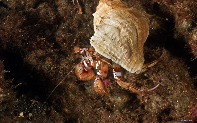 Crustacean de la tienda web de Chrome se ejecutará con OffiDocs Chromium en línea