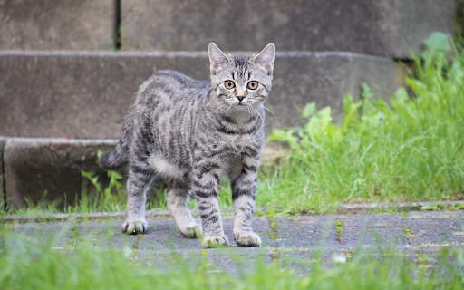 Curious Grey Tabby  from Chrome web store to be run with OffiDocs Chromium online