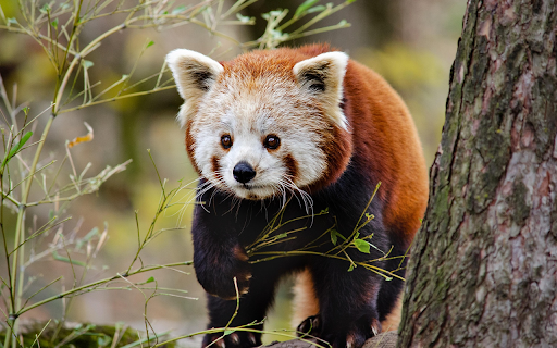 Curious Red Panda in the Forest  from Chrome web store to be run with OffiDocs Chromium online