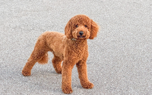 Curly dog ​​with round eyes  from Chrome web store to be run with OffiDocs Chromium online