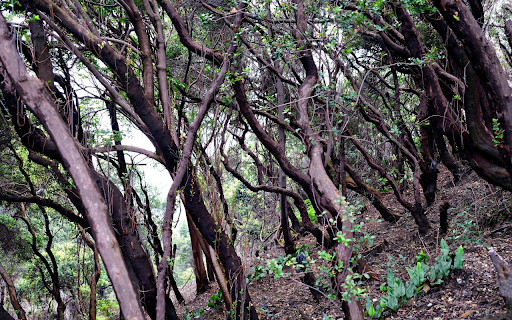 Curved branches  from Chrome web store to be run with OffiDocs Chromium online