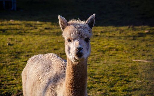 Cute alpaca  from Chrome web store to be run with OffiDocs Chromium online