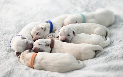 Cute and beautiful puppies  from Chrome web store to be run with OffiDocs Chromium online