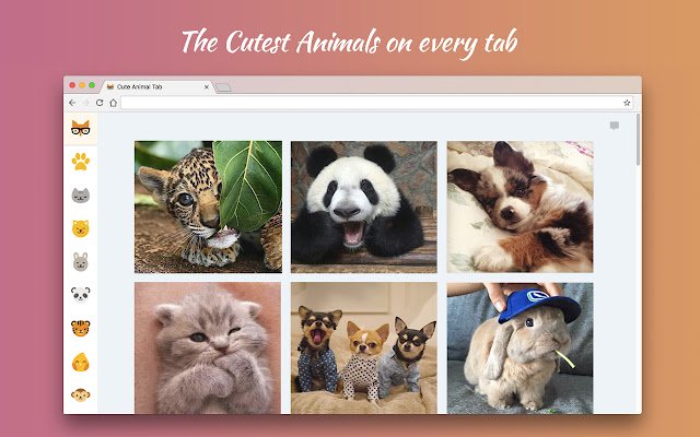 Cute Animal Tab নতুন ট্যাব থিম Chrome ওয়েব স্টোর থেকে OffiDocs Chromium অনলাইনে চালানো হবে