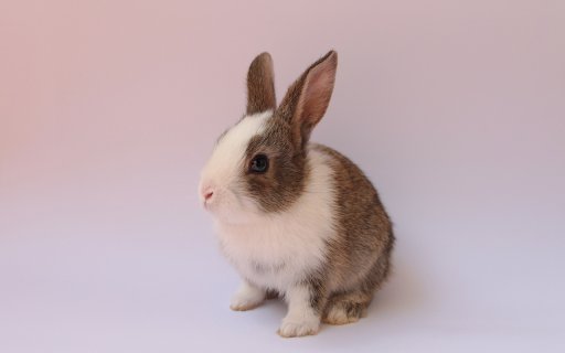 Cute Baby Bunny from Chrome web store to be run with OffiDocs Chromium online Cute Baby Bunny from Chrome web store to be run with OffiDocs Chromium online