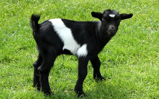Cute baby goat  from Chrome web store to be run with OffiDocs Chromium online