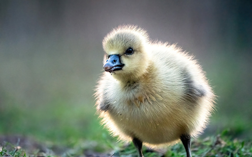 Cute Baby Goose from Chrome web store to be run with OffiDocs Chromium online Cute Baby Goose from Chrome web store to be run with OffiDocs Chromium online