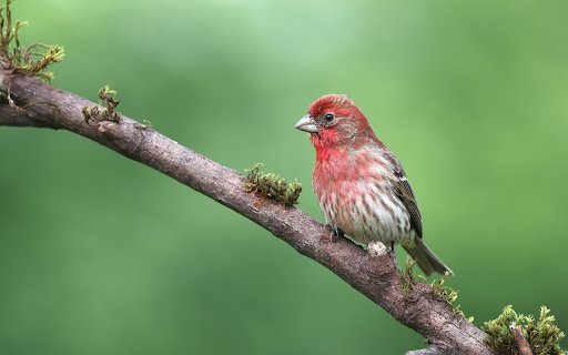 Cute Bird  from Chrome web store to be run with OffiDocs Chromium online