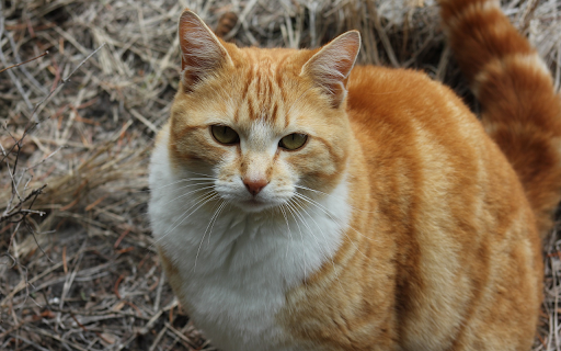 Cute Cat  from Chrome web store to be run with OffiDocs Chromium online