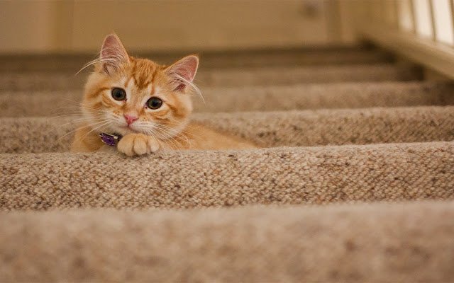 Cute Cats  Kittens Wallpapers  from Chrome web store to be run with OffiDocs Chromium online