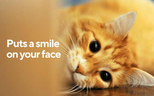 Cute Cat Wallpapers New Tab  from Chrome web store to be run with OffiDocs Chromium online