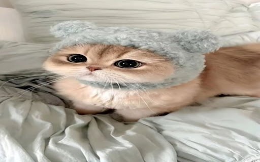 cute cat wallpaper soft fur  from Chrome web store to be run with OffiDocs Chromium online