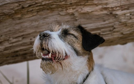 Cute Dog  from Chrome web store to be run with OffiDocs Chromium online